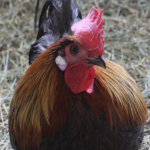 Gallus_Aves profiilikuva